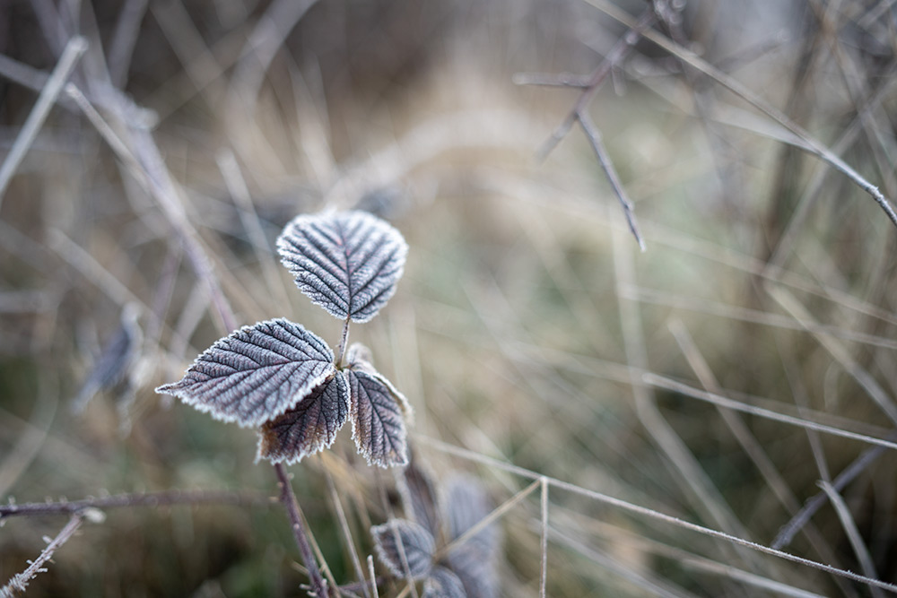 Sony a7r III camera Sample-03 Sony a7r III camera Sample-03